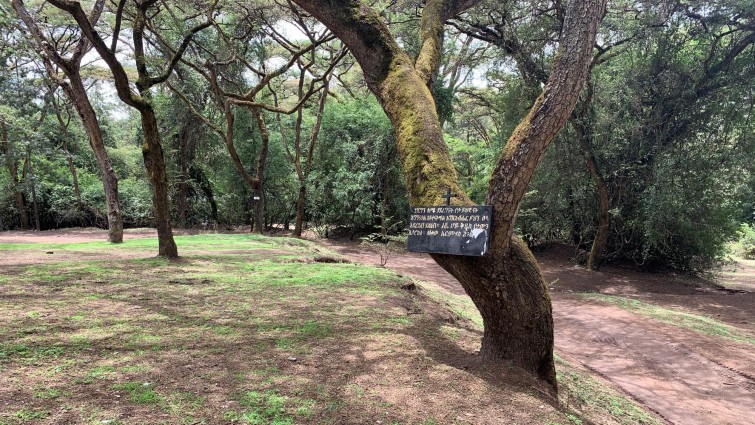 Ein christlicher Baum? In einem Kirchenwald bei Addis Abeba (Deutschlandradio / Susanne Lettenbauer)
