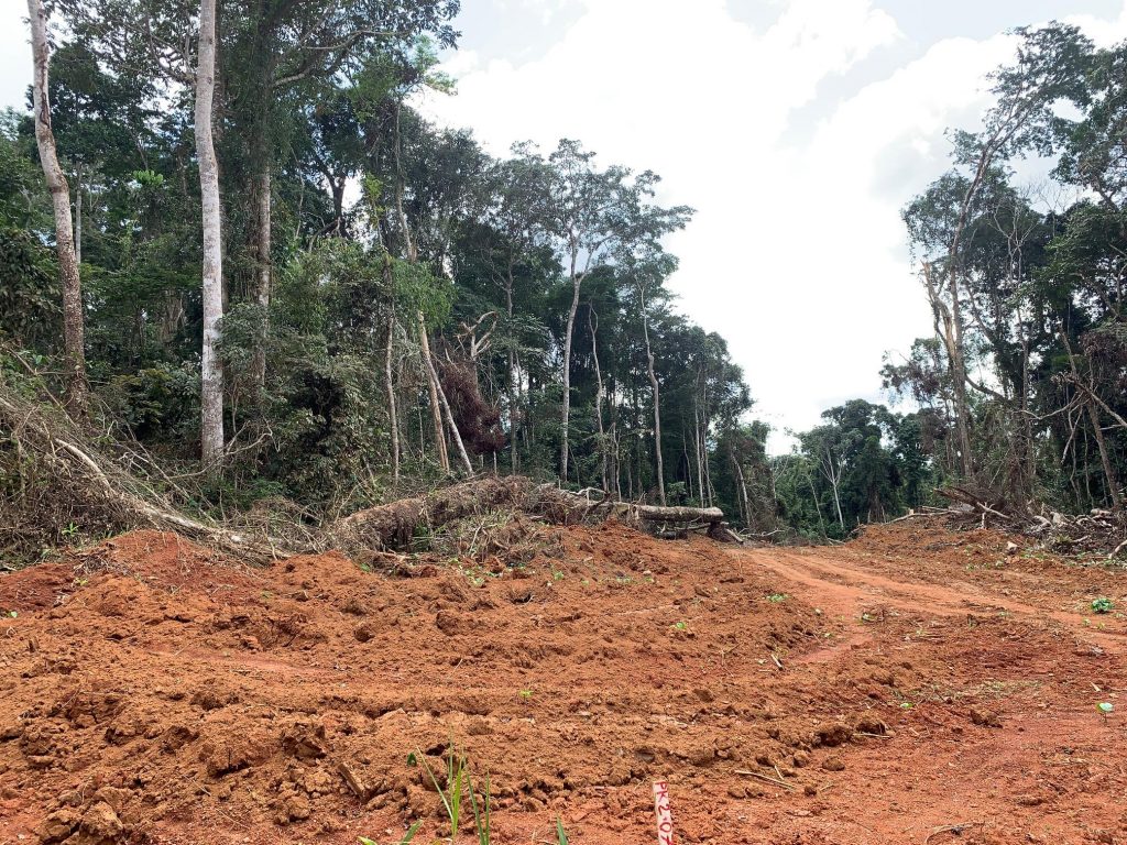Nach Amazonas - verstärkte Abholzung im Kongo-Becken